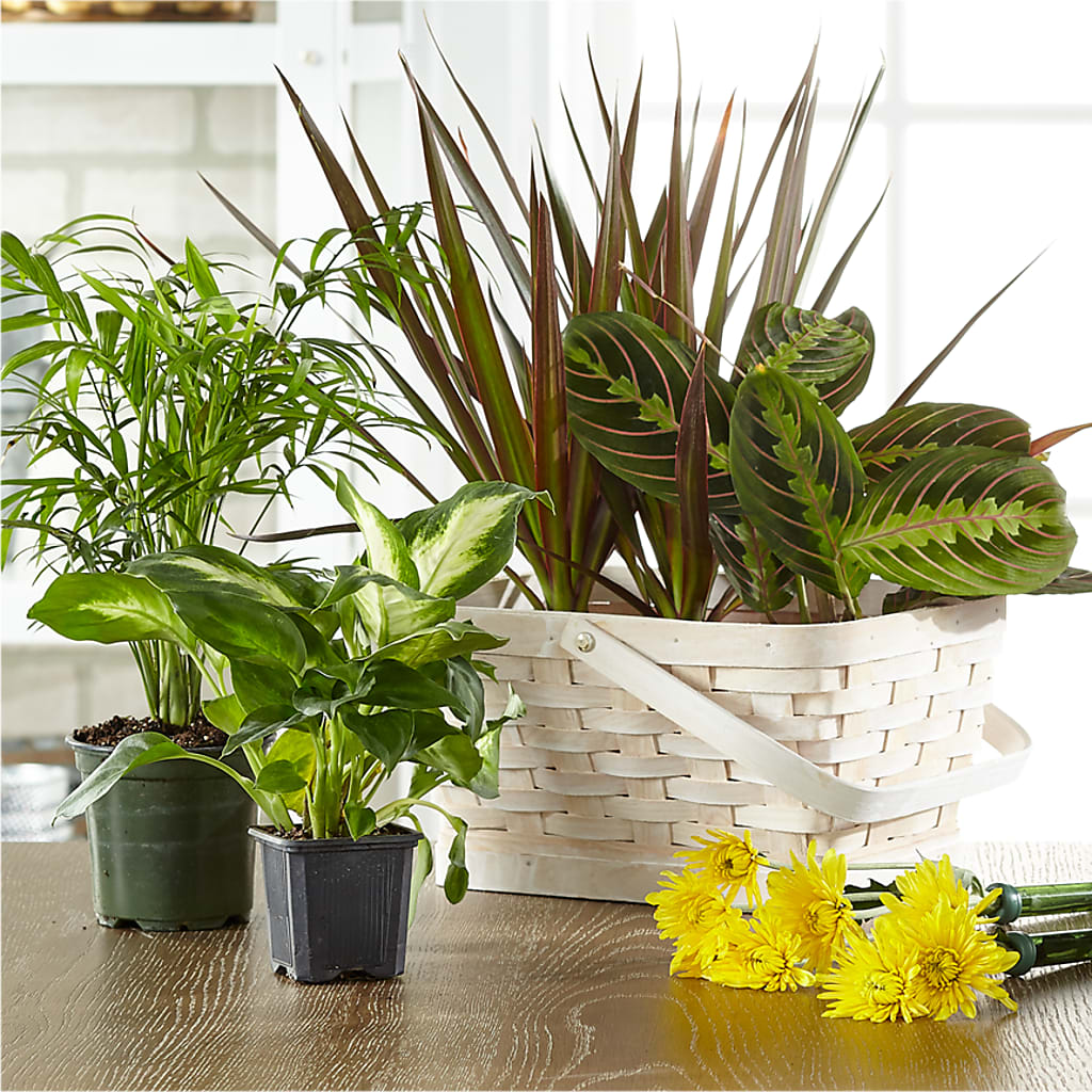 Florist Designed Blooming and Green Plants in a Basket – Katarina Floral, Hackettstown NJ