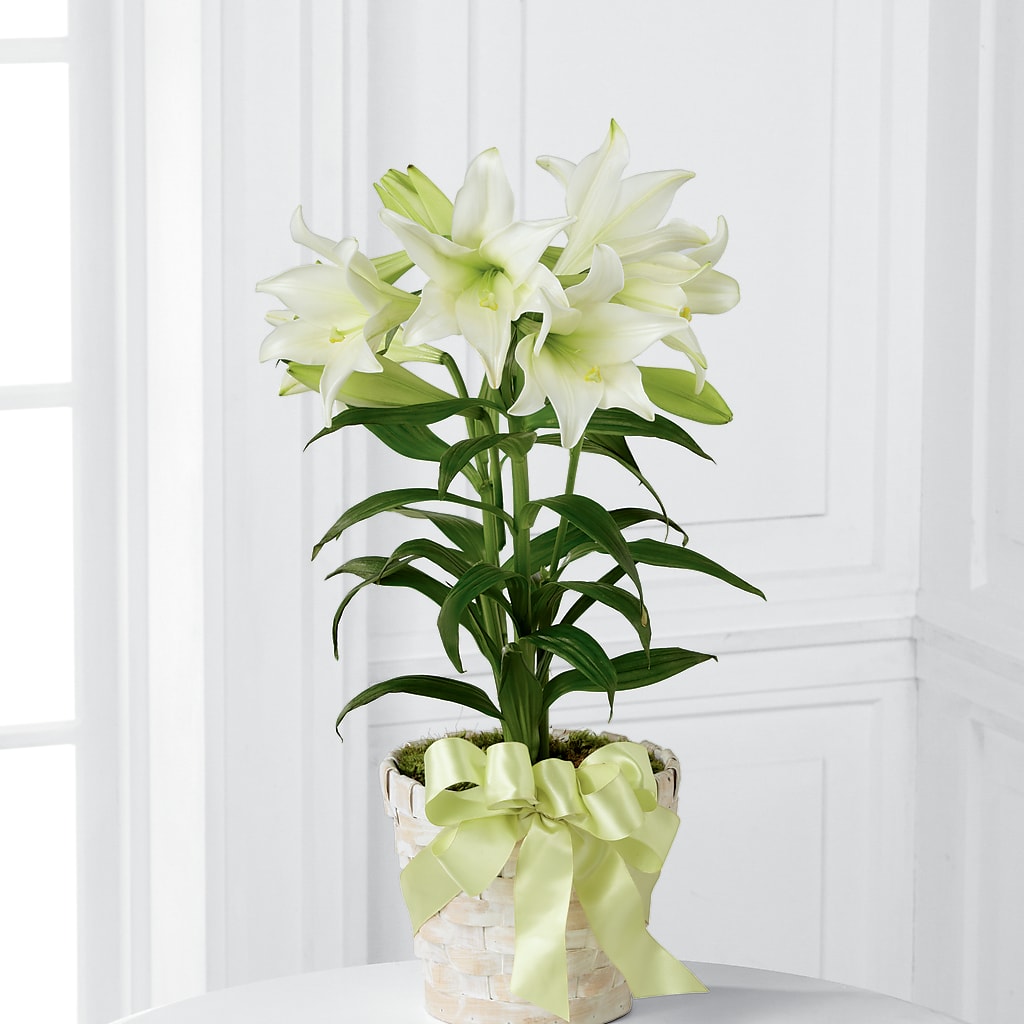 Easter Lily Plant – Katarina Floral, Hackettstown NJ
