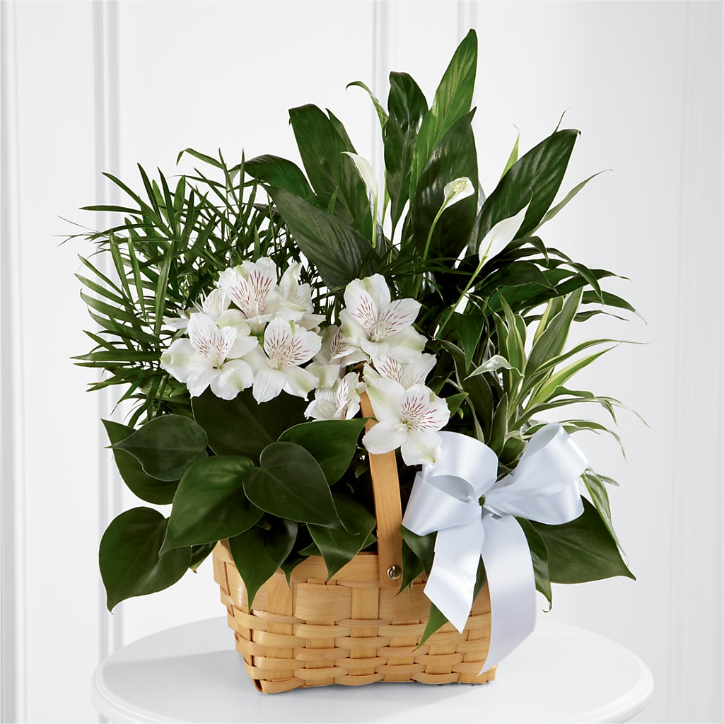 Peace & Serenity Dishgarden – Katarina Floral, Hackettstown NJ
