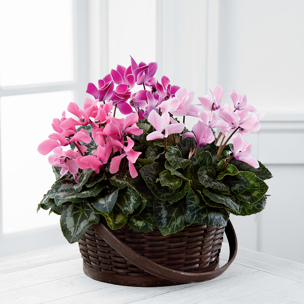 Mixed Cyclamen Planter – Katarina Floral, Hackettstown NJ