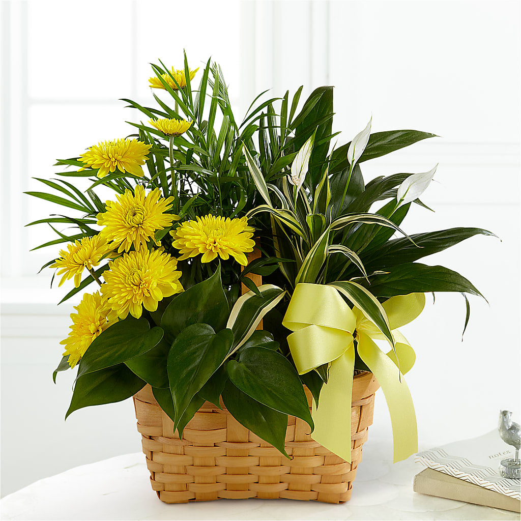 Loving Light Dishgarden – Katarina Floral, Hackettstown NJ
