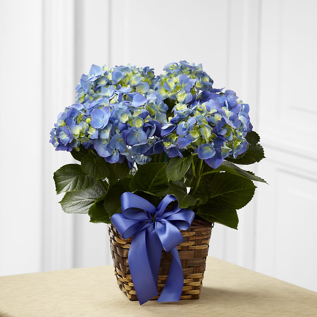 Blue Hydrangea Planter – Katarina Floral, Hackettstown NJ