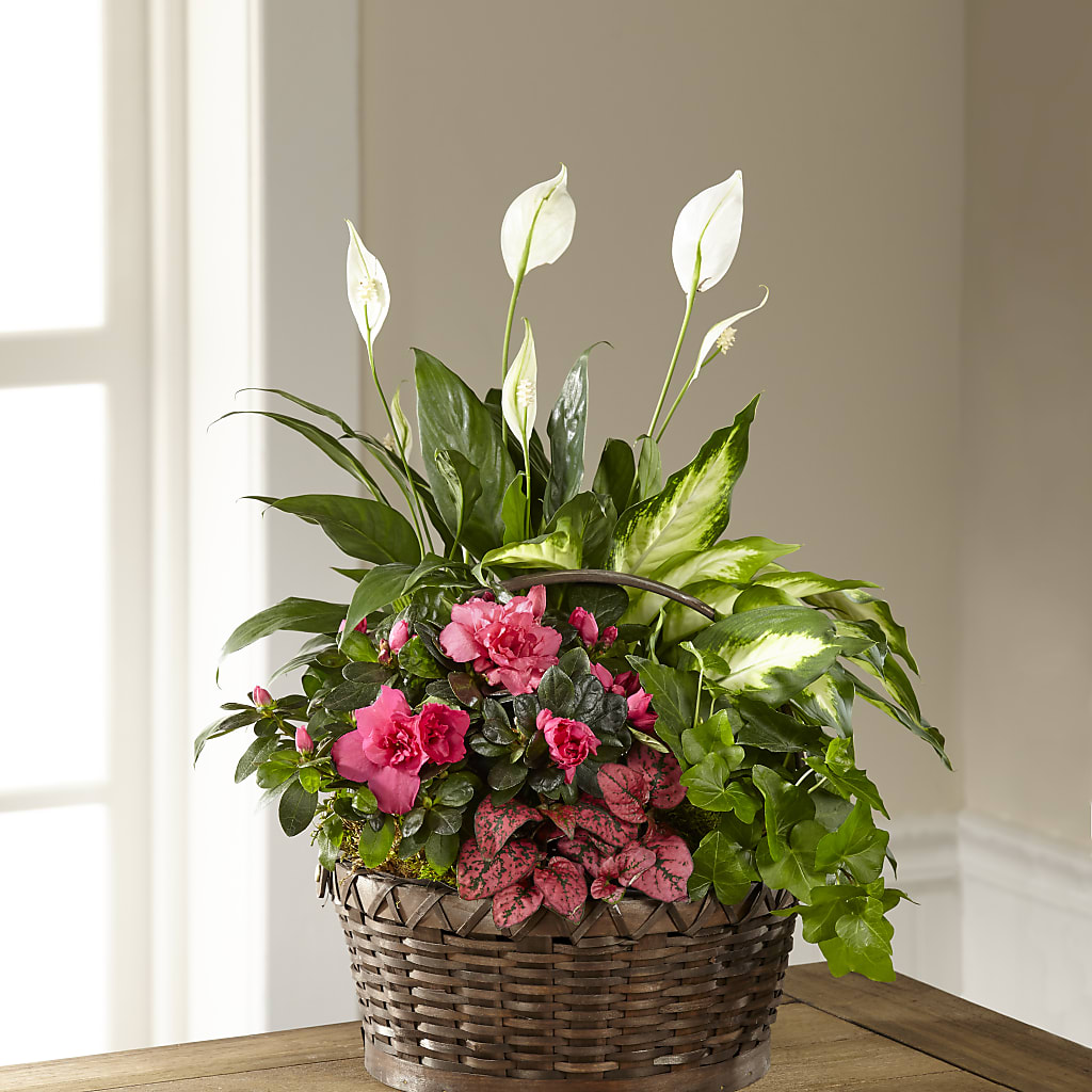 Dream in Pink Dishgarden – Katarina Floral, Hackettstown NJ