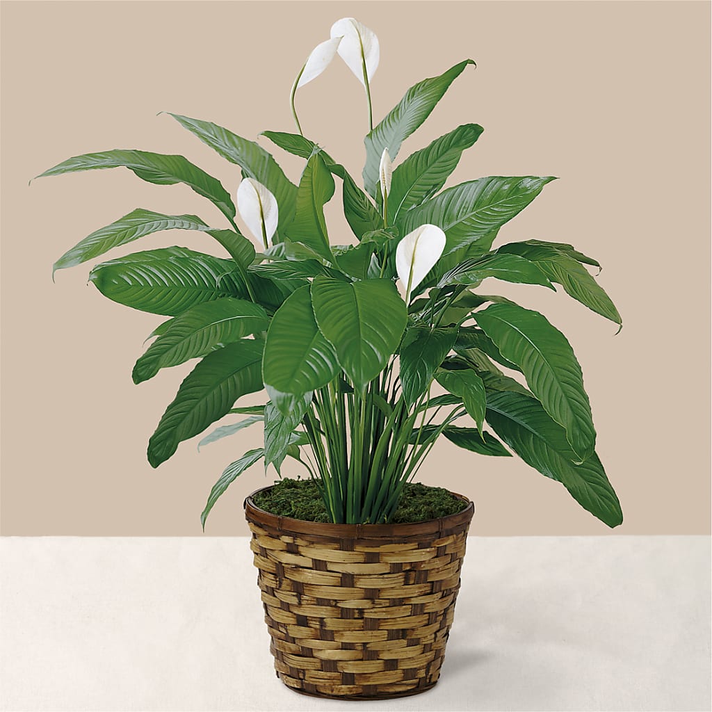 Tranquil Moments Peace Lily Plant – Katarina Floral, Hackettstown NJ