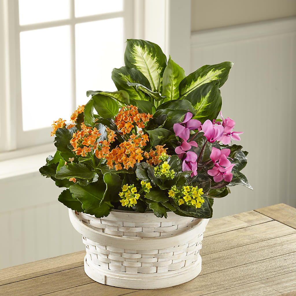 Color Crush Dishgarden – Katarina Floral, Hackettstown NJ