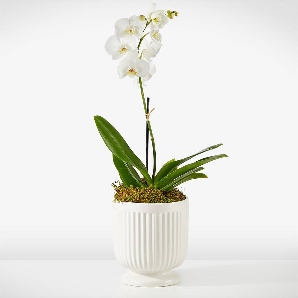 Whispering White Orchid – Katarina Floral, Hackettstown NJ