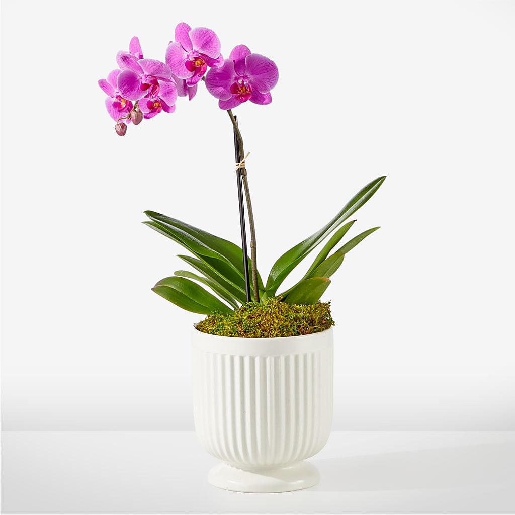 Friendly Fuchsia Orchid – Katarina Floral, Hackettstown NJ