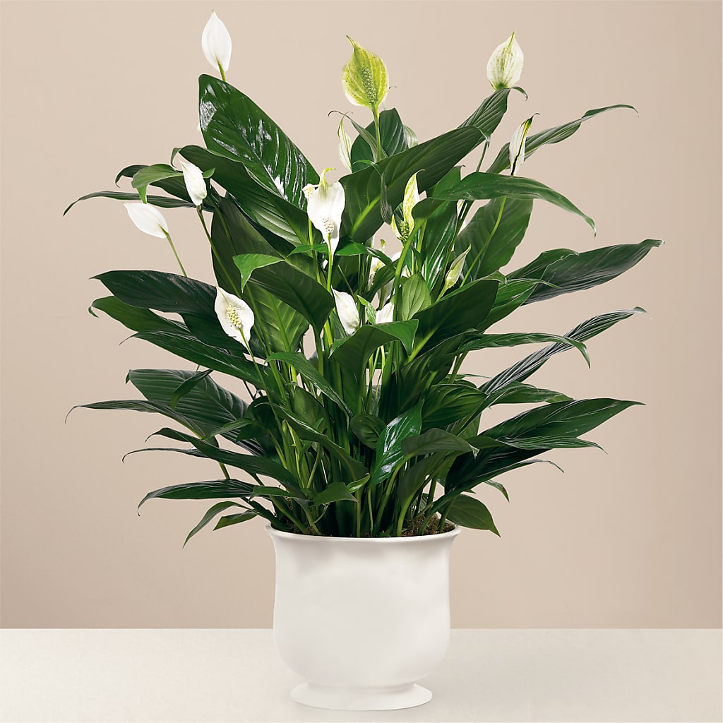 Comfort Planter – Katarina Floral, Hackettstown NJ