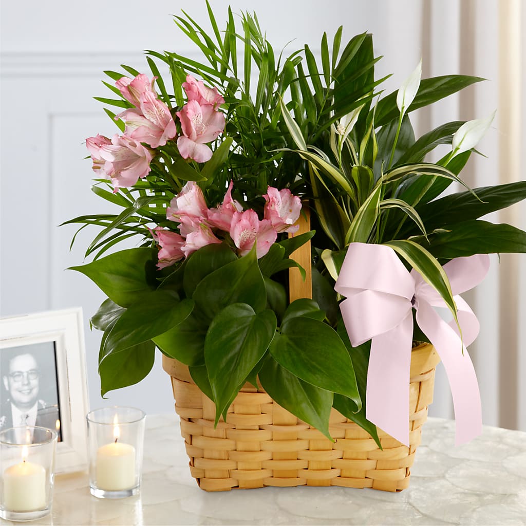 Living Spirit Dishgarden – Katarina Floral, Hackettstown NJ