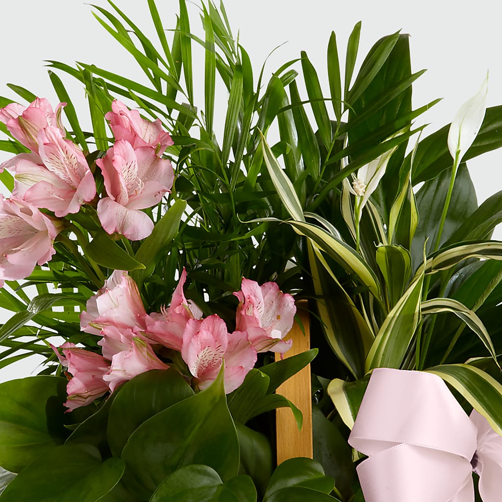 Living Spirit Dishgarden – Katarina Floral, Hackettstown NJ