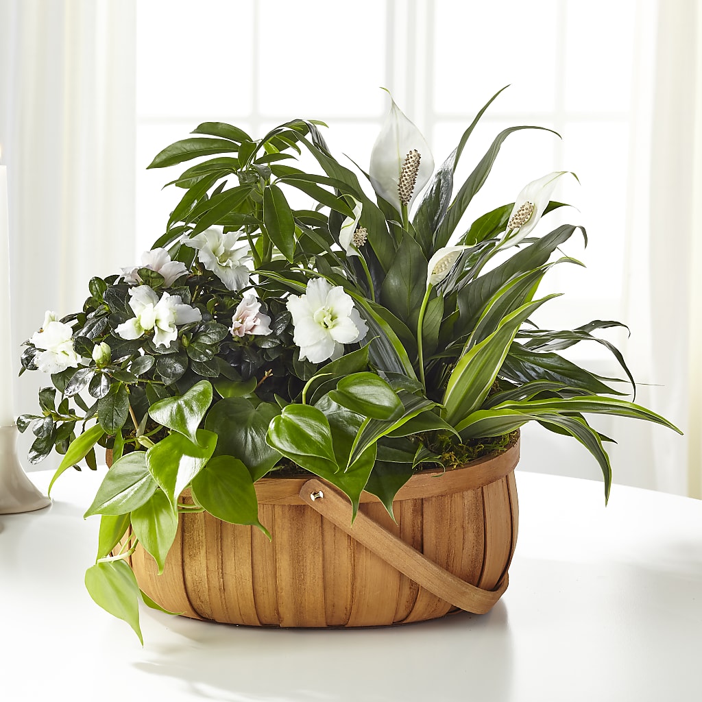 Serene Dishgarden – Katarina Floral, Hackettstown NJ