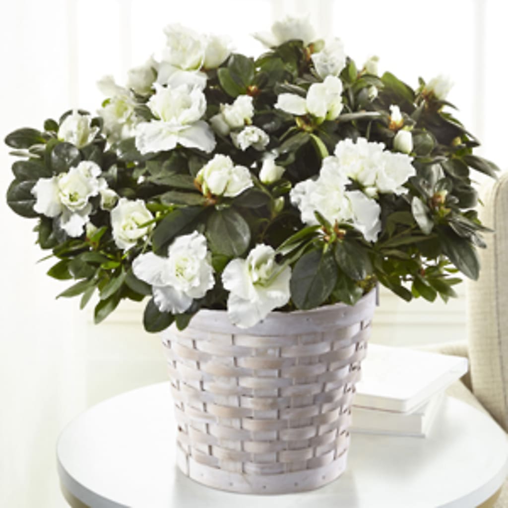 White Azalea Plant – Katarina Floral, Hackettstown NJ