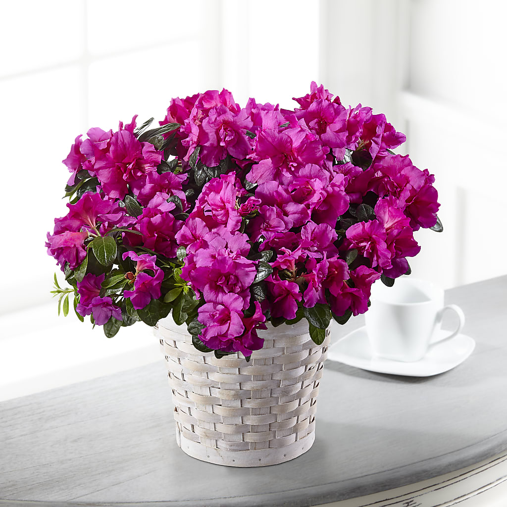 Hope & Serenity Azalea Plant – Katarina Floral, Hackettstown NJ