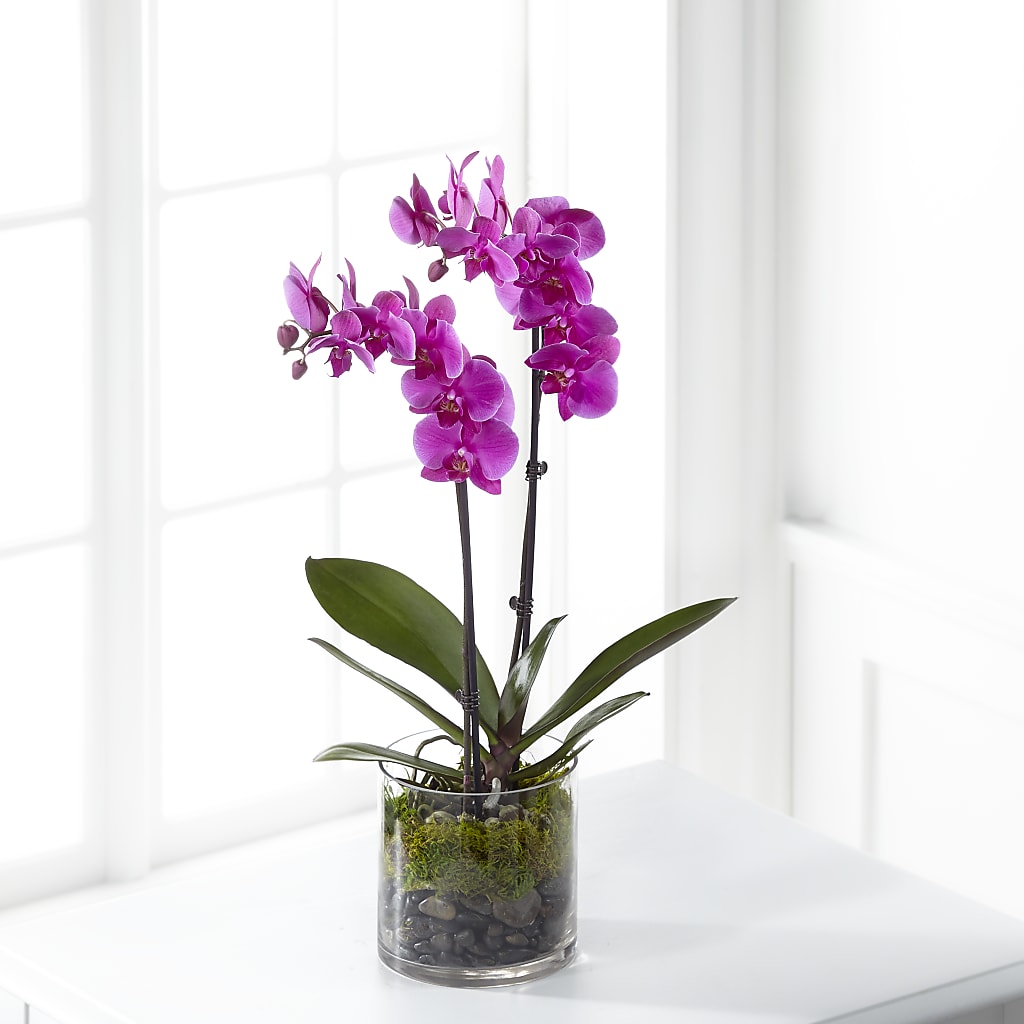 Pink Orchid Plant – Katarina Floral, Hackettstown NJ