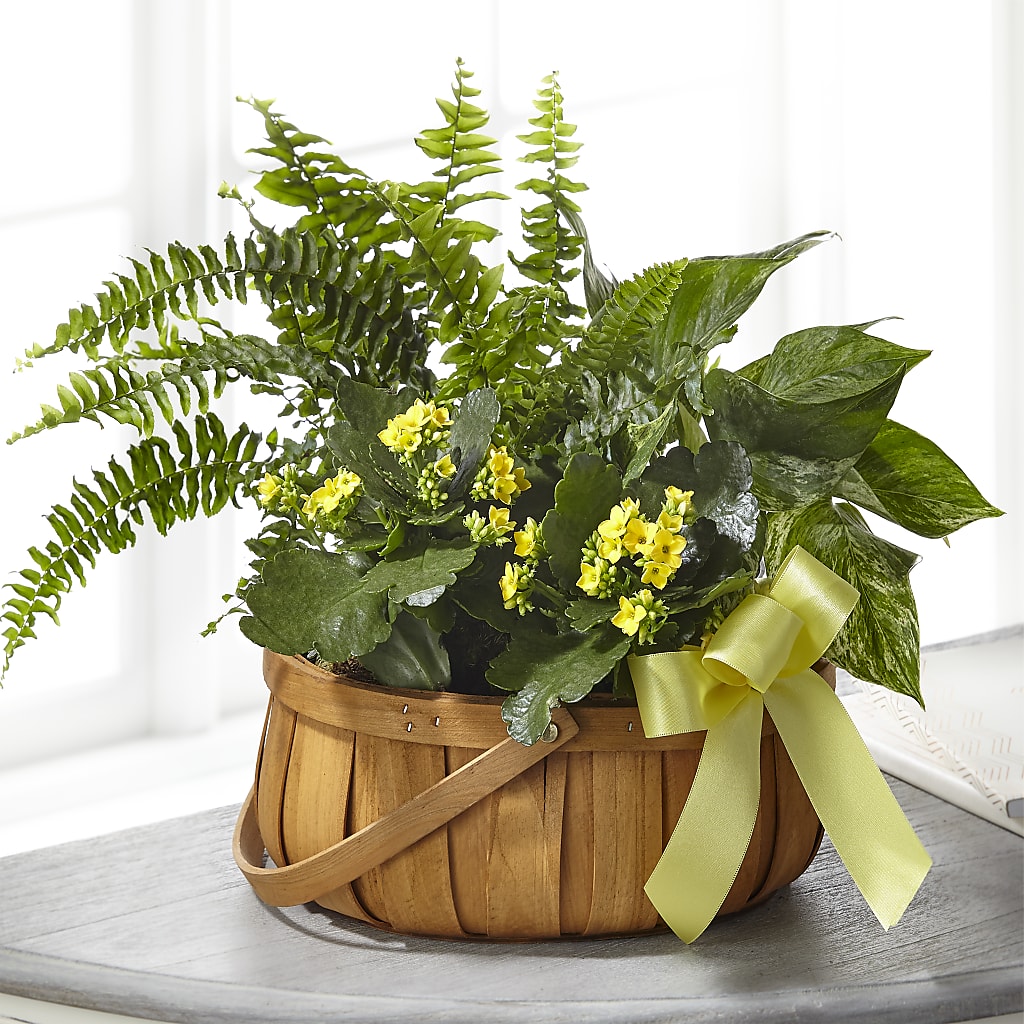 Always Dear Dishgarden – Katarina Floral, Hackettstown NJ