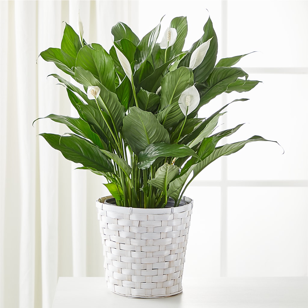 A New Leaf Peace Lily – Katarina Floral, Hackettstown NJ