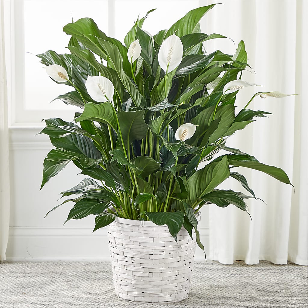 A New Leaf Peace Lily – Katarina Floral, Hackettstown NJ