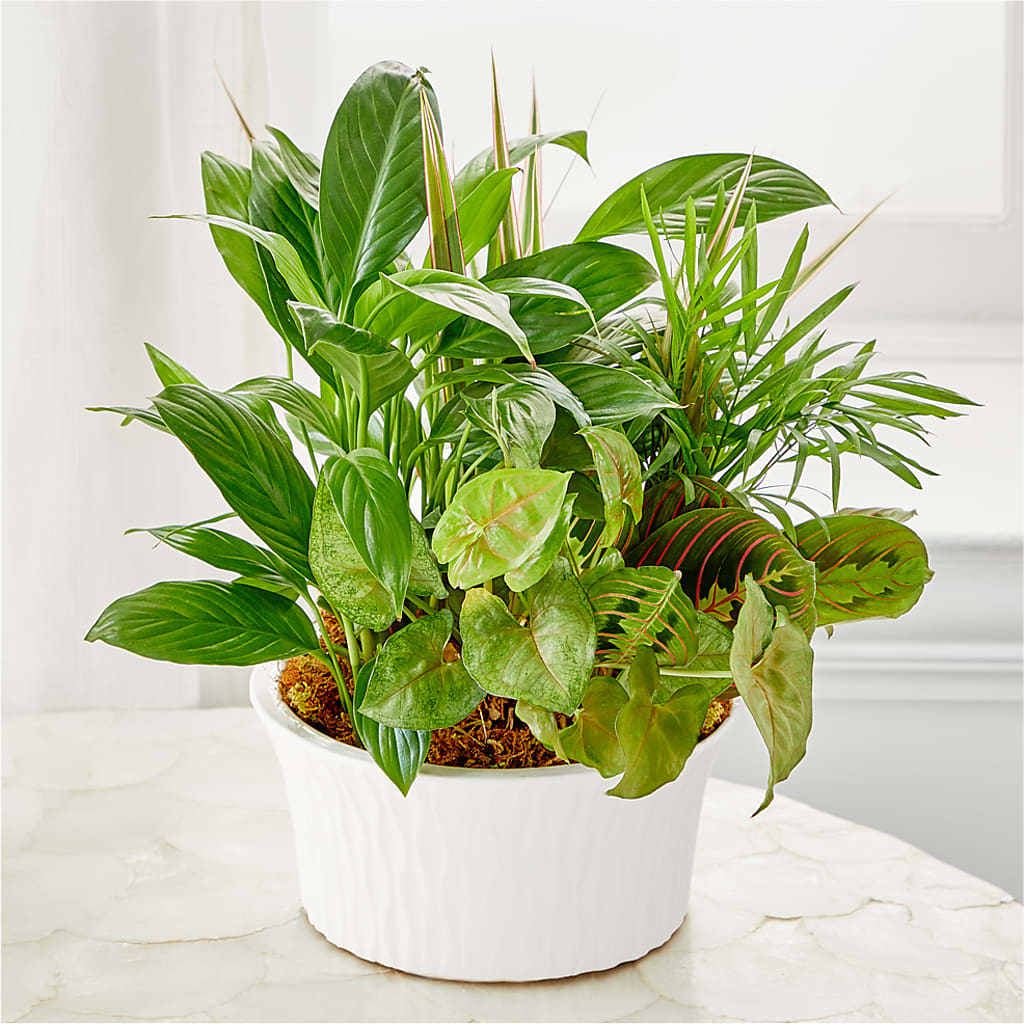 Balance & Harmony Dishgarden – Katarina Floral, Hackettstown NJ