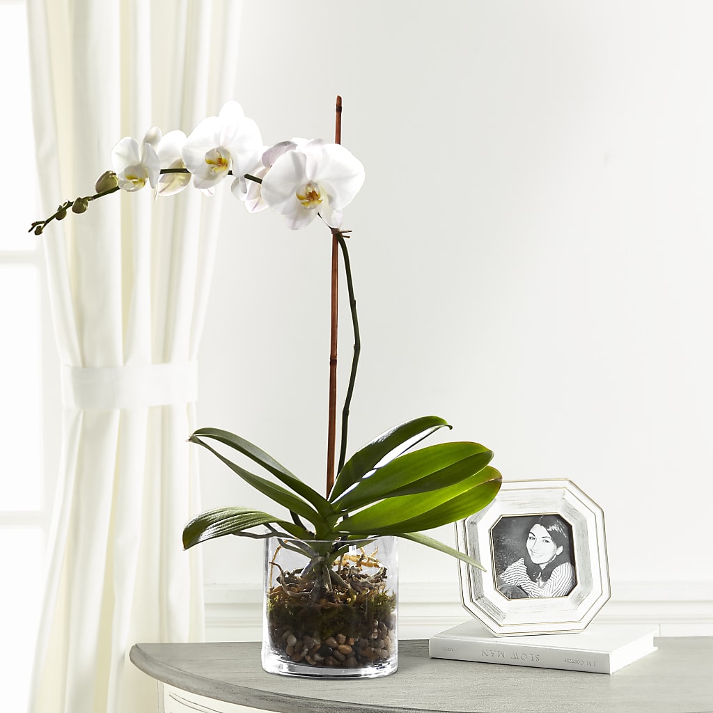 White Orchid Planter – Katarina Floral, Hackettstown NJ