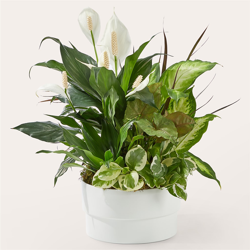 Radiating Positivity Dishgarden – Katarina Floral, Hackettstown NJ