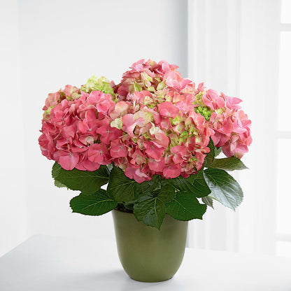Pink Hydrangea Planter –  Katarina Floral, Hackettstown NJ
