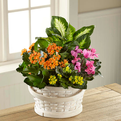 Color Crush Dishgarden –  Katarina Floral, Hackettstown NJ