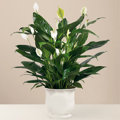 Comfort Planter –  Katarina Floral, Hackettstown NJ