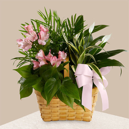 Living Spirit Dishgarden –  Katarina Floral, Hackettstown NJ