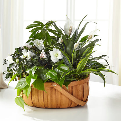 Serene Dishgarden –  Katarina Floral, Hackettstown NJ