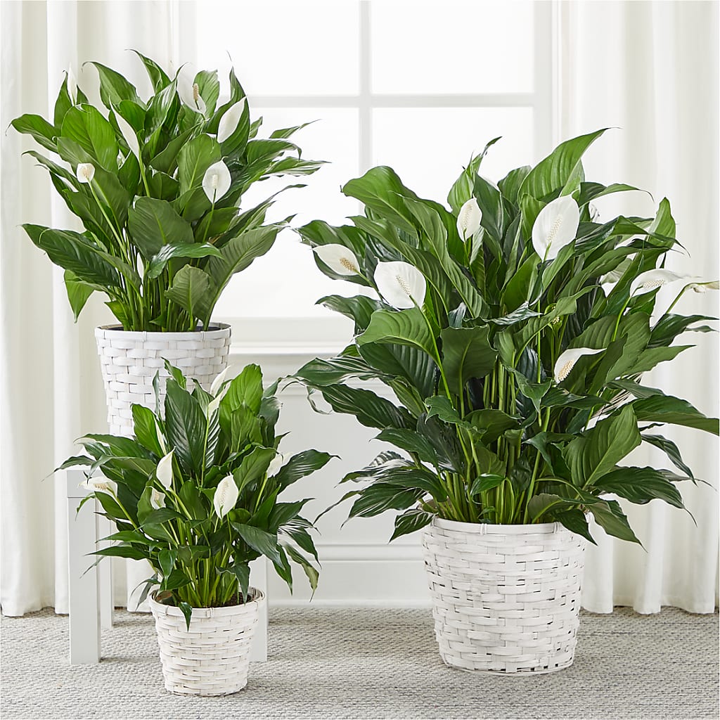 A New Leaf Peace Lily –  Katarina Floral, Hackettstown NJ
