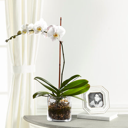 White Orchid Planter –  Katarina Floral, Hackettstown NJ